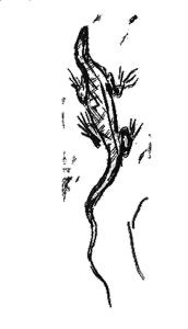 Le lézard (Bonnard) Le lézard (Bonnard)